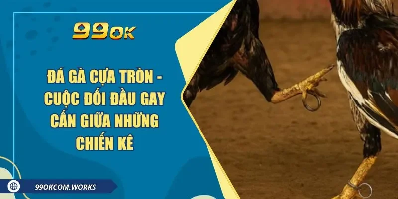 Đá Gà Cựa Tròn - Cuộc Đối Đầu Gay Cấn Giữa Những Chiến Kê